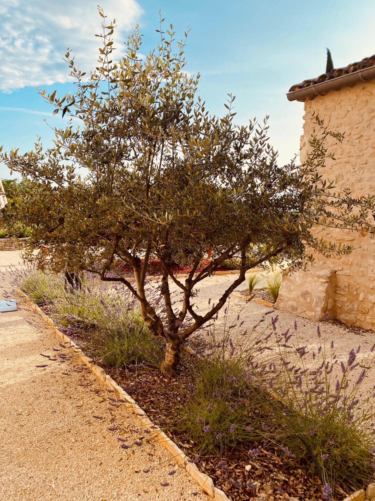 فيلا La Bastide Des Oliviers Provence - Mirabel Aux Baronnies المظهر الخارجي الصورة
